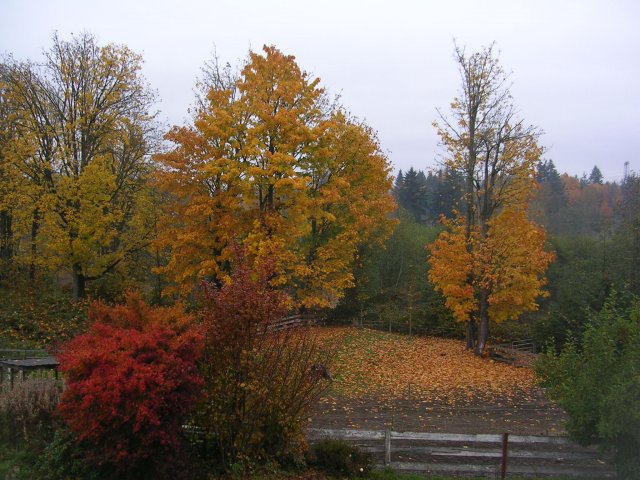 fall color 002